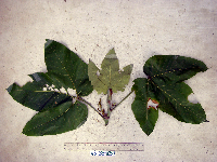 Macaranga aleuritoides image