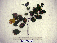 Pterocarpus indicus image