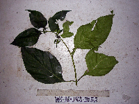 Mussaenda cylindrocarpa image