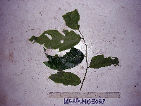 Bridelia macrocarpa image