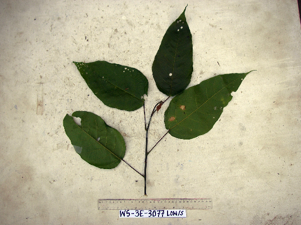 Macaranga neobritannica image