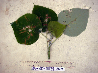 Macaranga tanarius image