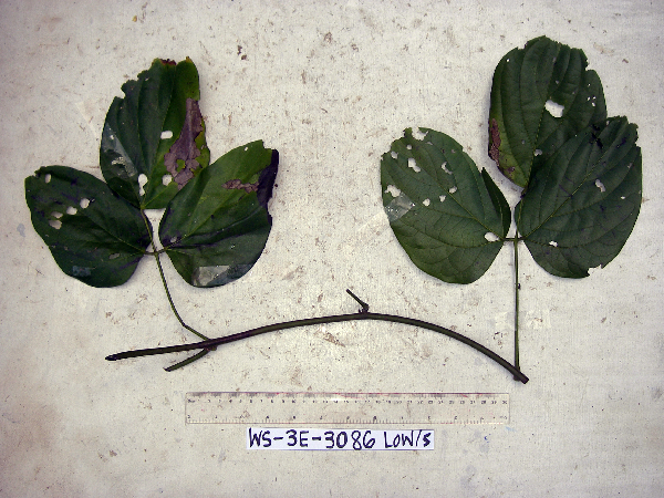 Mucuna brachycarpa image
