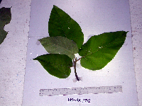Ficus semivestita image