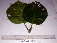 Dendrocnide ternatensis image