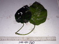 Dendrocnide ternatensis image