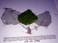 Macaranga tanarius image