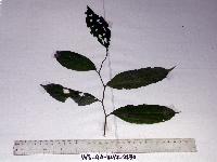 Celtis latifolia image