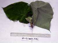 Macaranga tanarius image