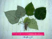 Macaranga tanarius image