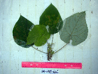Macaranga tanarius image