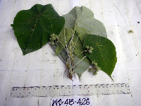 Macaranga tanarius image