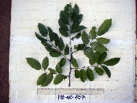 Pterocarpus indicus image