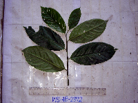 Medusanthera laxiflora image