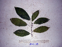 Ficus wassa image