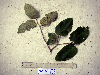 Trichospermum pleiostigma image