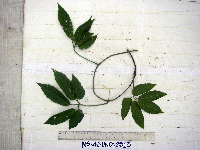 Causonis japonica image