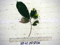 Bridelia macrocarpa image