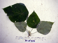 Macaranga tanarius image
