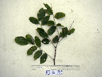 Pterocarpus indicus image