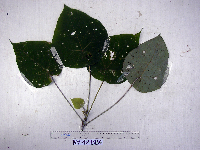 Macaranga tanarius image
