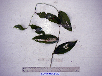 Smilax australis image