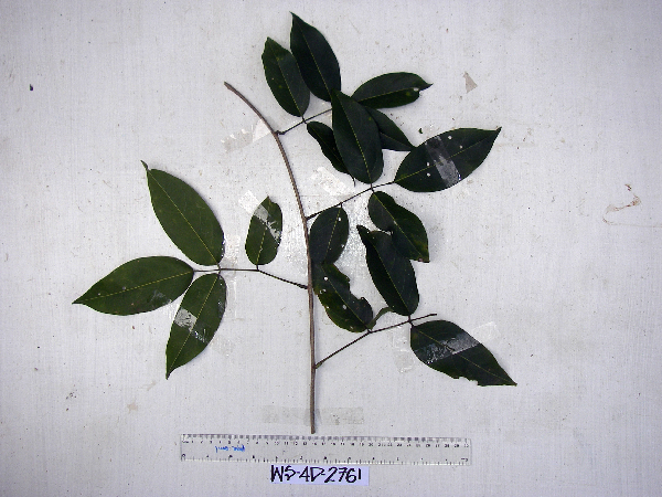 Derris trifoliata image