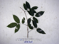 Image of Derris trifoliata