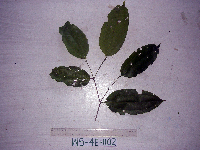 Celtis latifolia image