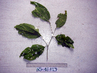 Celtis latifolia image