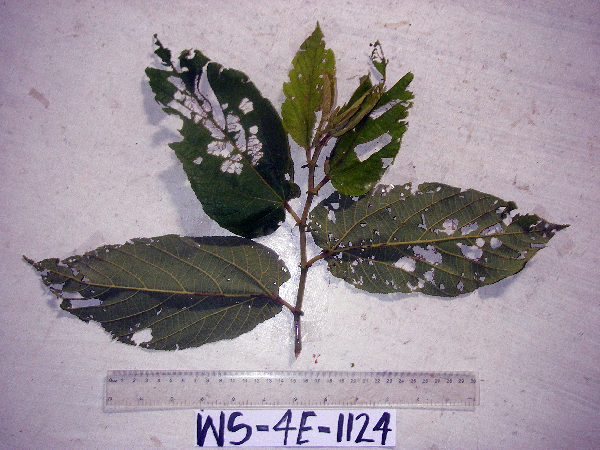 Trichospermum pleiostigma image