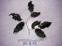 Kingiodendron novoguineense image