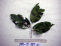 Kingiodendron novoguineense image