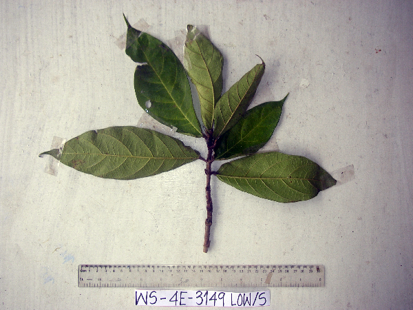 Ficus hahliana image