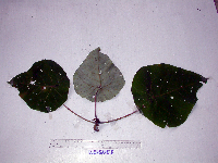 Macaranga tanarius image