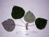 Macaranga tanarius image