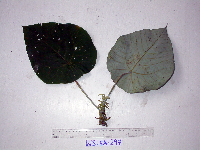 Macaranga tanarius image