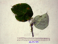 Macaranga tanarius image