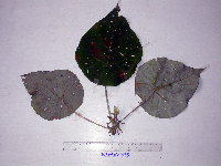 Macaranga tanarius image