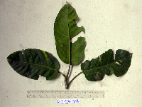 Dendrocnide ternatensis image