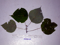 Macaranga tanarius image