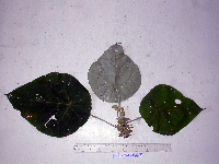Macaranga tanarius image