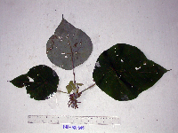 Macaranga tanarius image