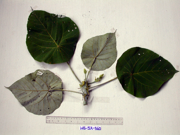 Macaranga tanarius image