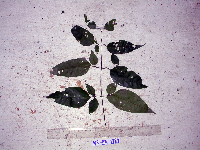 Petraeovitex multiflora image