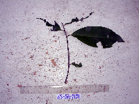 Ardisia lanceolata image