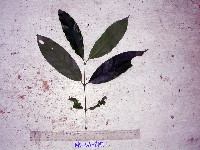 Gnetum gnemon image