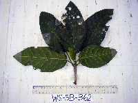 Dendrocnide ternatensis image