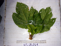 Sterculia ampla image