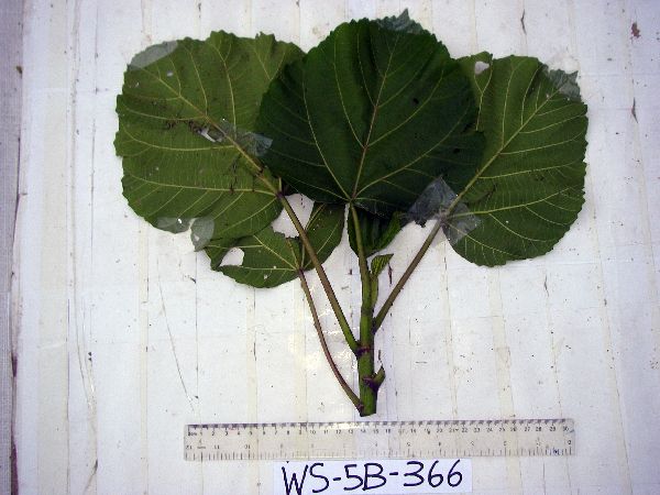 Dendrocnide cordata image